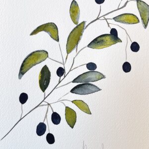 Olive Branch